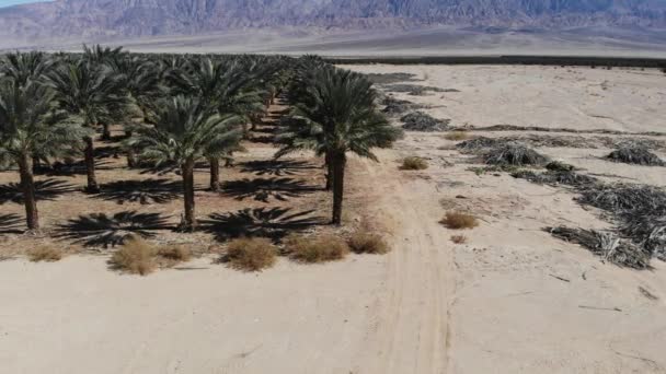 以色列南部阿拉瓦沙漠的日期种植园 — 图库视频影像