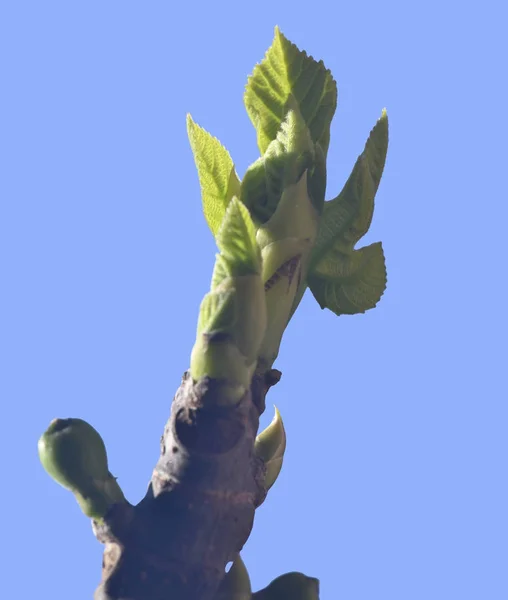 First leaves on a branch — Stock Photo, Image