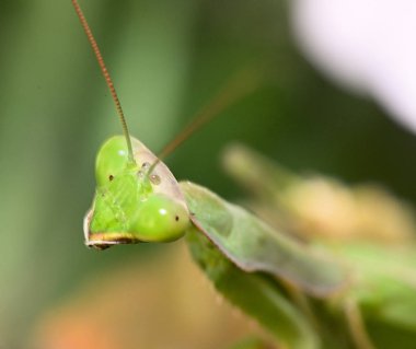 Mantis ince bir yırtıcı böcek