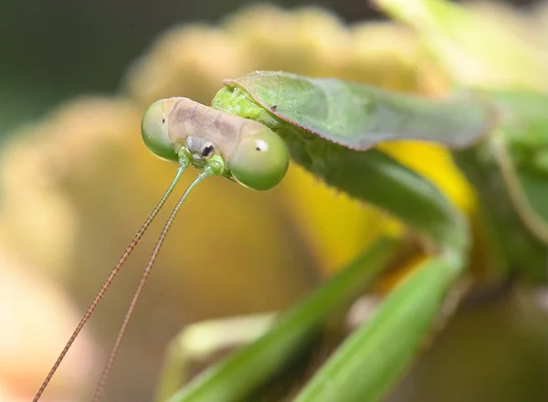 Gottesanbeterin ein schlankes räuberisches Insekt — Stockfoto