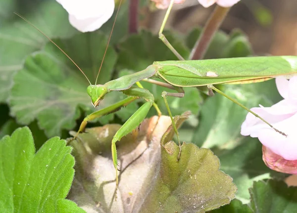Mantis um delgado inseto predador — Fotografia de Stock