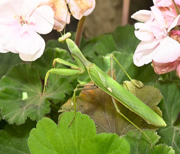 Mantis um delgado inseto predador — Fotografia de Stock