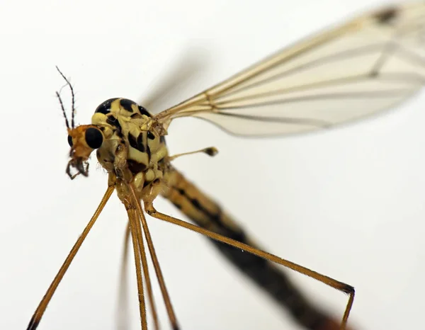 Mosquito sanguessuga inseto — Fotografia de Stock