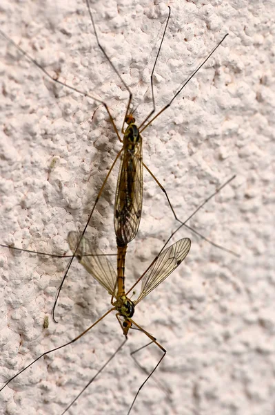 Instinto básico mosquito apareamiento — Foto de Stock