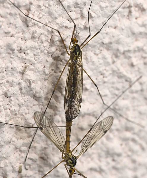 Acasalamento de mosquito instinto básico — Fotografia de Stock