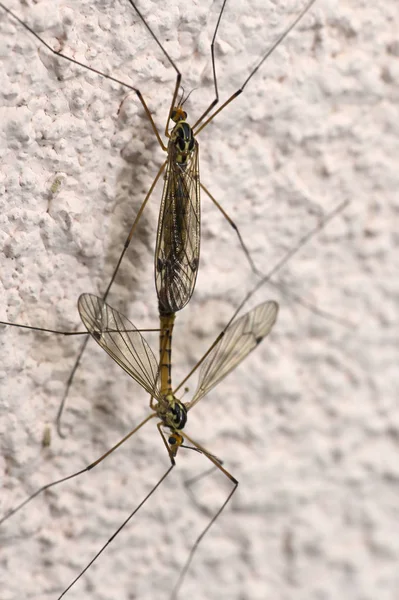 Základní instinkt komár páření — Stock fotografie
