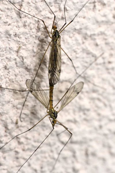 Acasalamento de mosquito instinto básico — Fotografia de Stock
