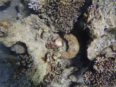 sualtı manzara mercan