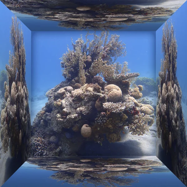 Underwater landscape corals — Stock Photo, Image