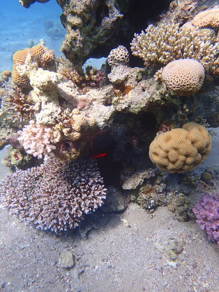 サンゴ礁の水中人の住民 — ストック写真