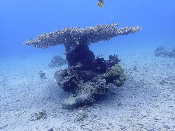 サンゴ礁の水中人の住民 — ストック写真
