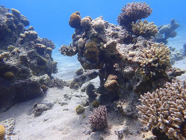 Habitantes submarinos del arrecife de coral —  Fotos de Stock