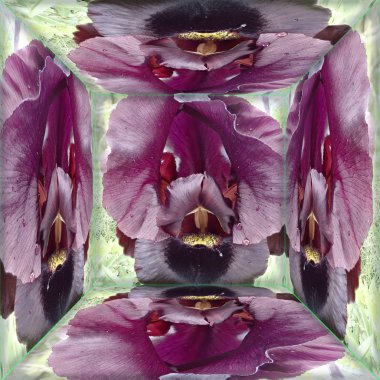 Iris dünyası içinde pencere eşiği