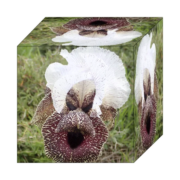 Cubo al mondo di Iris Nazareth — Foto Stock