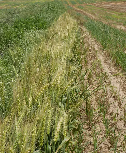 Поле пшениці після збору врожаю — стокове фото