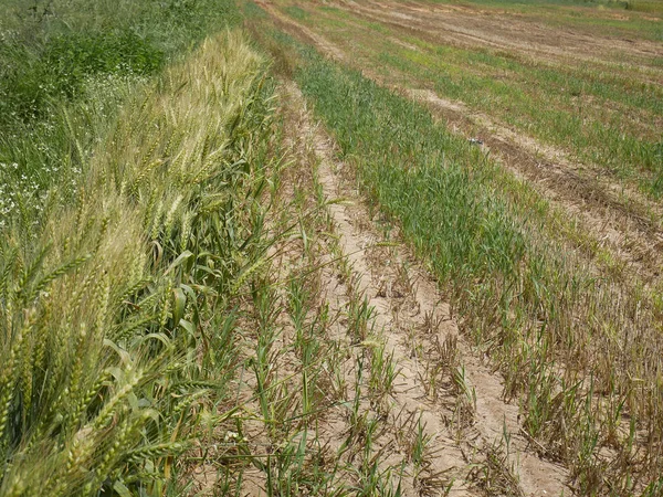 Campo di frumento dopo il raccolto — Foto Stock