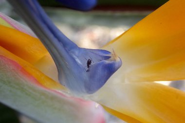 bir bardak içinde karıncalar 