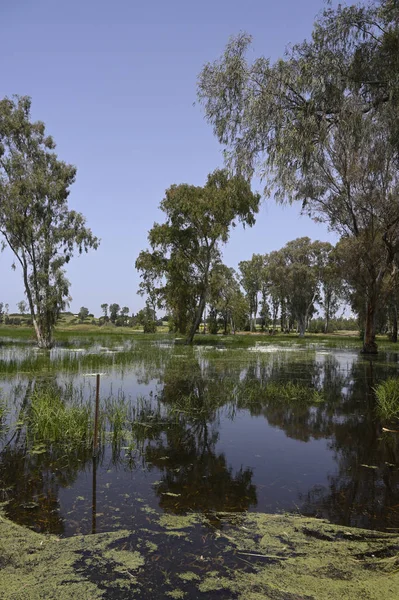 Národní lesní park Šaron — Stock fotografie