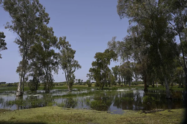 Národní lesní park Šaron — Stock fotografie