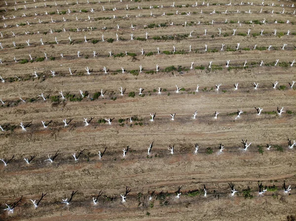 Förnyelse av citrus plantage — Stockfoto