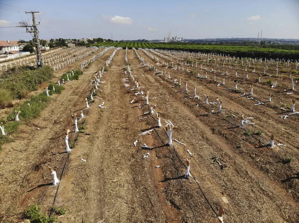 Förnyelse av citrus plantage — Stockfoto