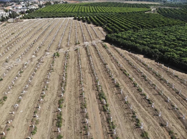 Förnyelse av citrus plantage — Stockfoto