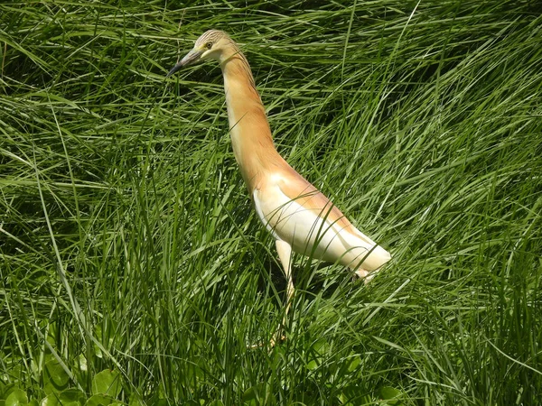 绿草地上的黄鹭鸟苍鹭科 — 图库照片