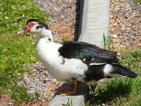 Peganka Ente Große Wasservögel Aus Der Entenfamilie — Stockfoto