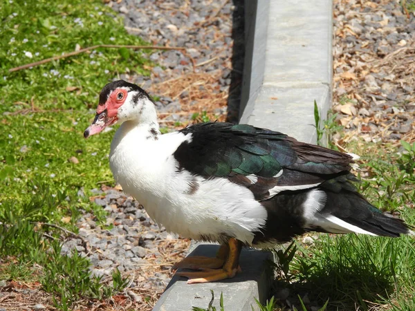 Peganka Ente Große Wasservögel Aus Der Entenfamilie — Stockfoto