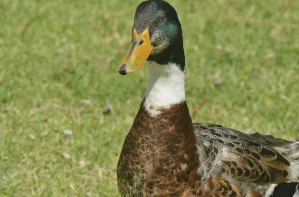 Kacsa Drake Mallard Madár Család Anseriformes — Stock Fotó