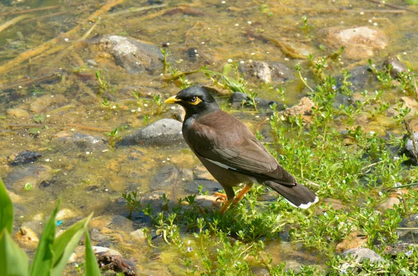 Myna Ptak Afgański Szpak Oddział Passeriformes Starling Rodzina — Zdjęcie stockowe