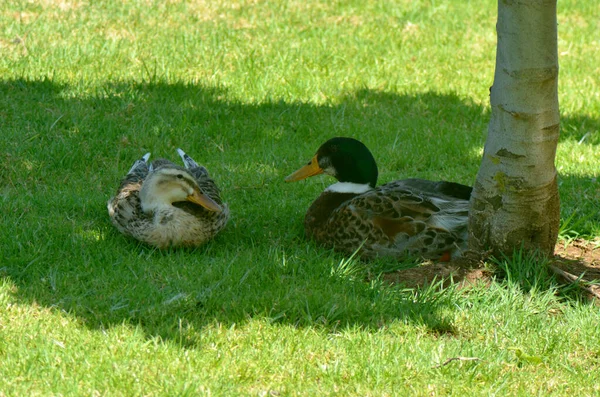 Promenade Conviviale Famille Canard Dans Pair — Photo