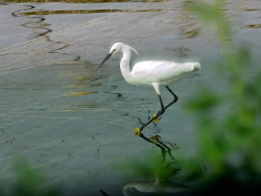Küçük balıkçıl gölün yukarısındaki koruyucu ağda oturur ve balık yakalar.