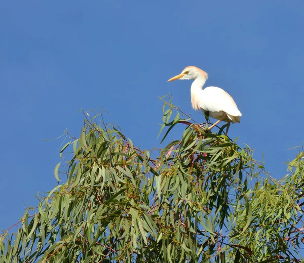 Kuhreiher Ägyptischer Reiher Ist Der Weitesten Verbreitete Und Zahlreichste Vogel — Stockfoto