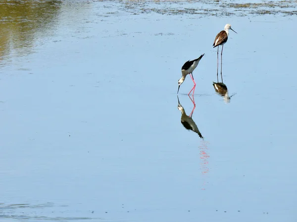 浅い湖の水の中で食べ物を探している黒翼の静止画 — ストック写真