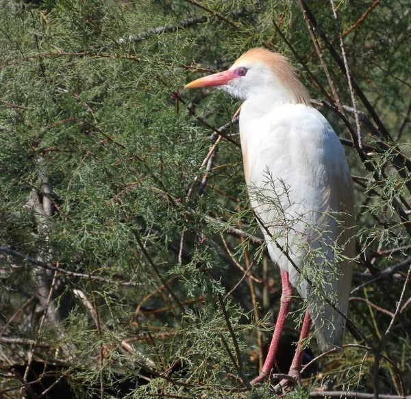 Bovins Aigrette Héron Égyptien Est Oiseau Répandu Nombreux Famille Des — Photo