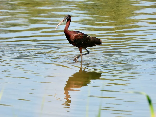 Błyszczący Ibis Szuka Pożywienia Wodzie Płytkiego Jeziora — Zdjęcie stockowe