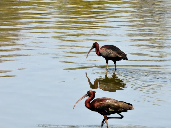 Błyszczący Ibis Szuka Pożywienia Wodzie Płytkiego Jeziora — Zdjęcie stockowe