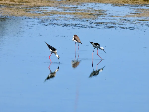 Zancada Alas Negras Buscando Comida Agua Lago Poco Profundo — Foto de Stock