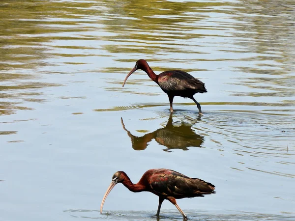 Glossy Ibis Looking Food Water Shallow Lake — Stock Photo, Image