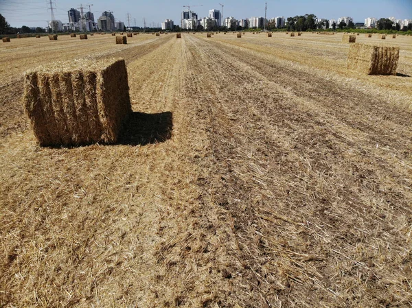 Gemaaide Tarwe Balen Het Veld — Stockfoto