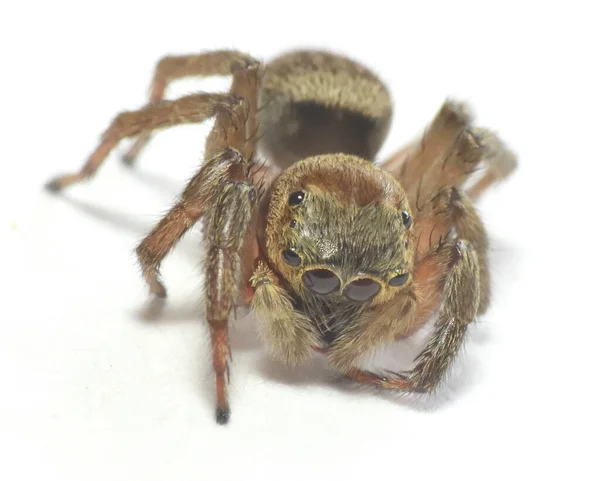Beyaz Bir Arka Planda Altı Gözlü Kahverengi Saçlı Örümcek — Stok fotoğraf