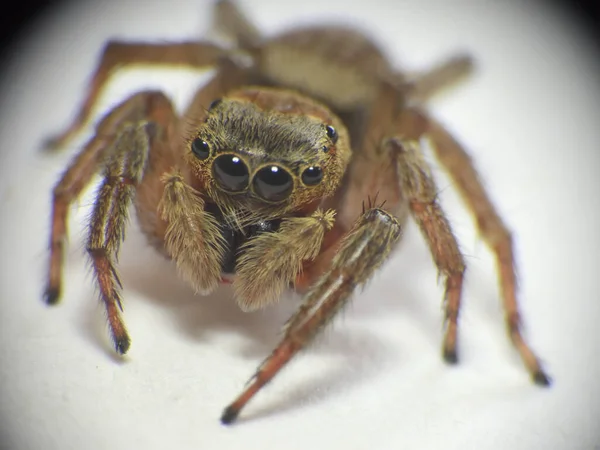 Sechsäugige Braune Haarige Spinne Auf Weißem Hintergrund — Stockfoto