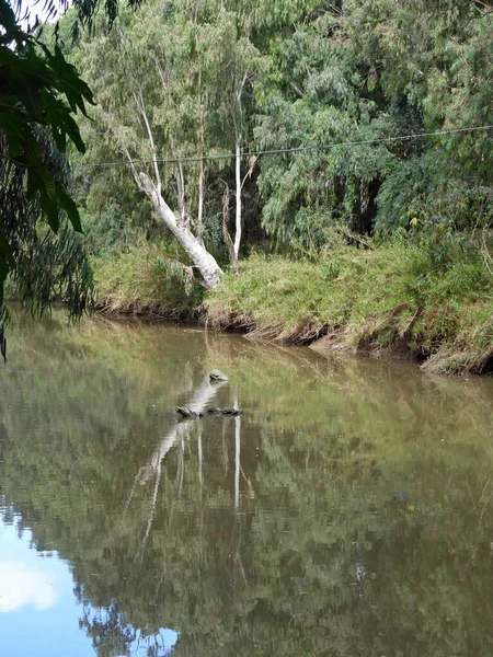 Riflessione Della Foresta Eucalipto Nelle Acque Del Fiume Hadera Israele — Foto Stock