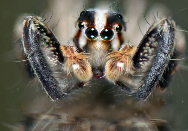 Kopf Großaufnahme Makro Sechsäugige Haarige Spinne — Stockfoto