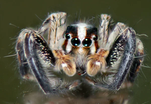 Huvud Närbild Makro Sexögd Hårig Spindel — Stockfoto