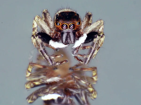 Hlava Detailní Makro Šestioký Chlupatý Pavouk — Stock fotografie