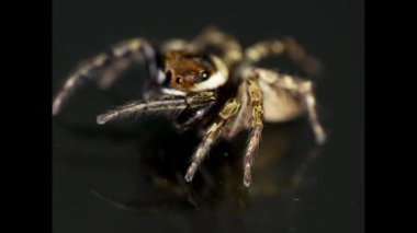 Örümcek karanlık bir arkaplan ile ayna yüzeyinde döner.