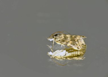 Aynalı gri bir arka planda yansıması olan güve nektarı yiyen böcek.