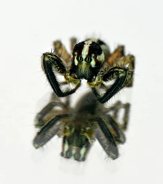 Araignée Insecte Sur Une Surface Miroir Blanche — Photo